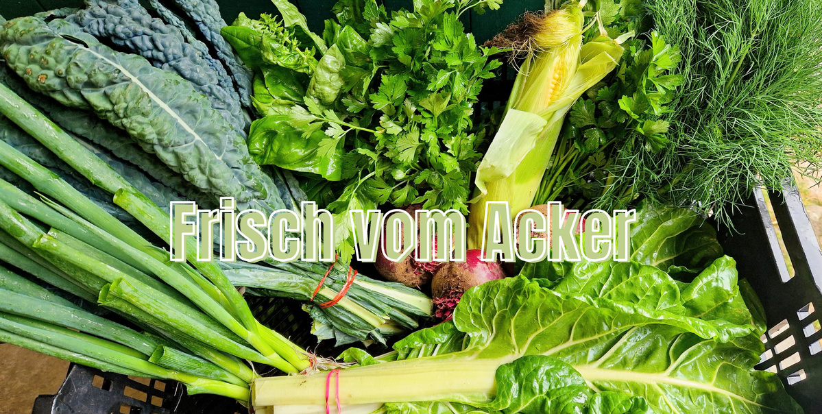KI generiert: Ein Haufen roter Äpfel im Freien. Text: "APFELERNTE IM ALTEN LAND".