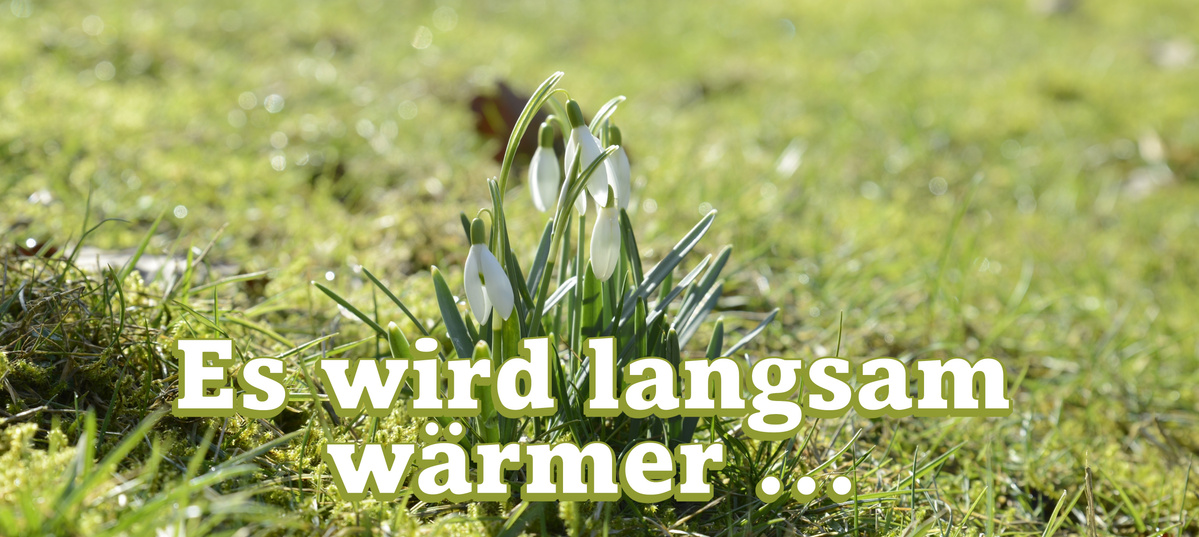 KI generiert: Einige Schneeglöckchen im Gras mit dem Text: "Es wird langsam wärmer ...".