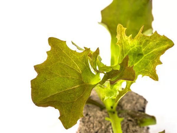 Produktfoto zu Salat-Jungpflanzen 6er