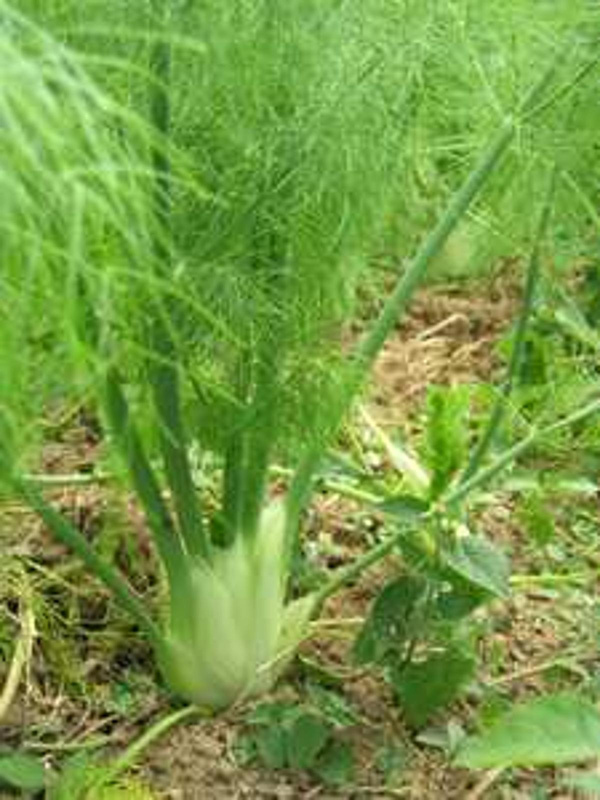Produktfoto zu Fenchel aus Deutschland