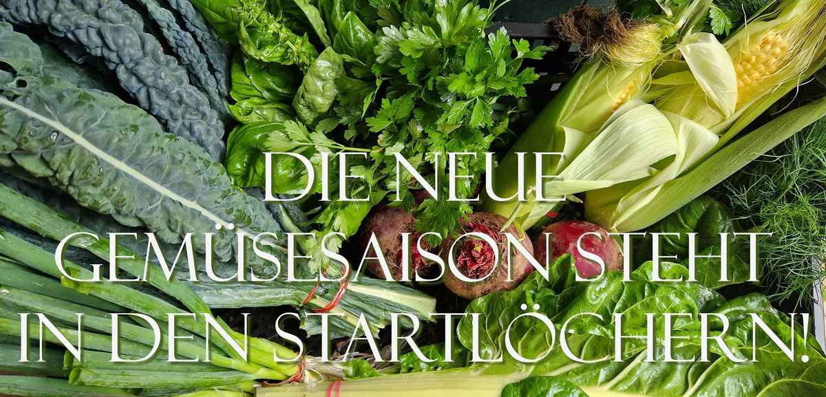 KI generiert: Ein Korb mit frischem Gemüse. Text: "DIE NEUE GEMÜSESAISON STEHT IN DEN STARTLÖCHERN!"