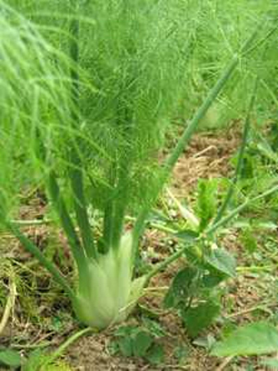 Produktfoto zu Fenchel aus Deutschland