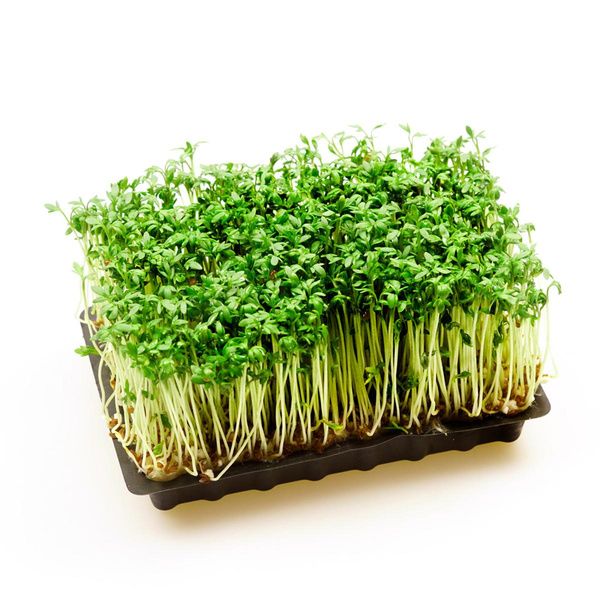 Produktfoto zu Kresse, verschiedene Sorten