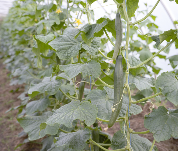 Gurke im Folientunnel