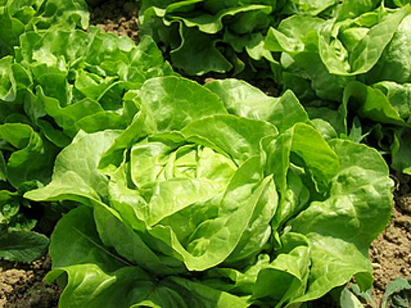 Produktfoto zu ABO-Salat