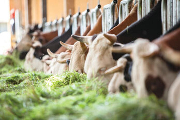 Produktfoto zu Joghurt Orange Schokosplits 3,5%