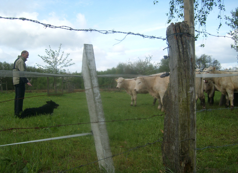 Dirk bei den Charolais