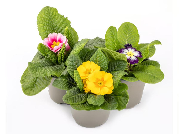 Produktfoto zu Primel (Primula acaulis)