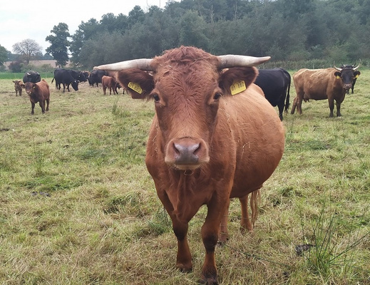 Wohlfühlvieh auf Weide