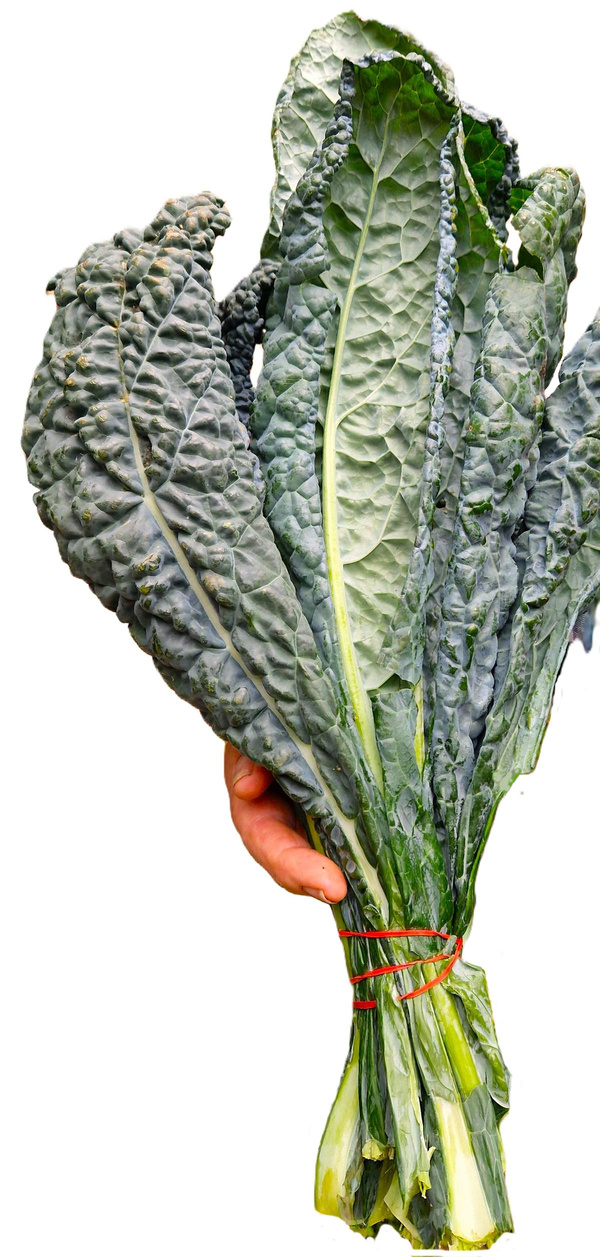 Produktfoto zu Schwarzkohl