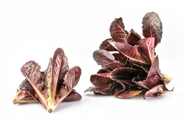 Produktfoto zu Feldsalat rot, 100g