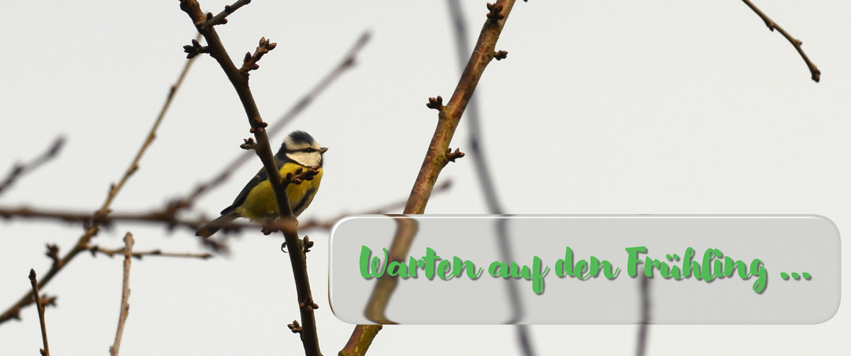KI generiert: Ein Vogel sitzt auf einem Ast, Text: "Warten auf den Frühling ..."