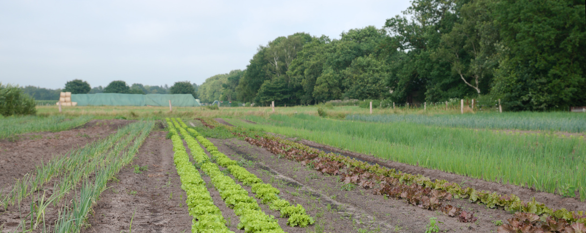 Salatfeld