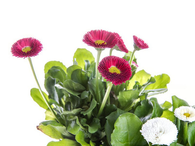 Produktfoto zu Gänseblümchen