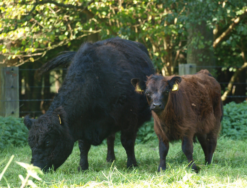 Galloway mit Kalb